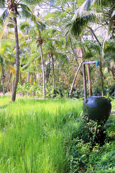 Spa days and rice fields in Chiang Mai. Thailand by the Belle Blog 