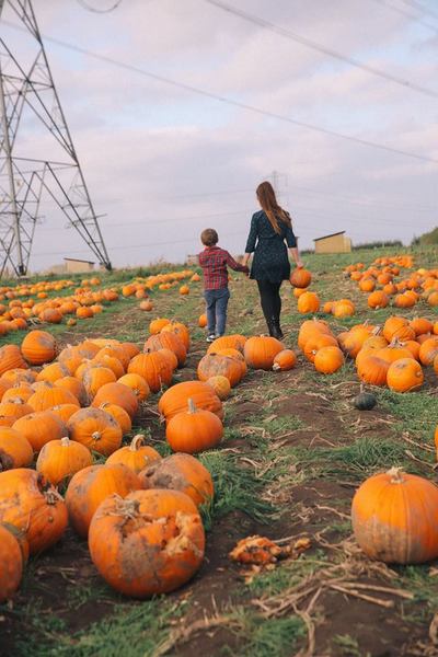 Pumpkin picking at Red House farm by The Belle Blog 