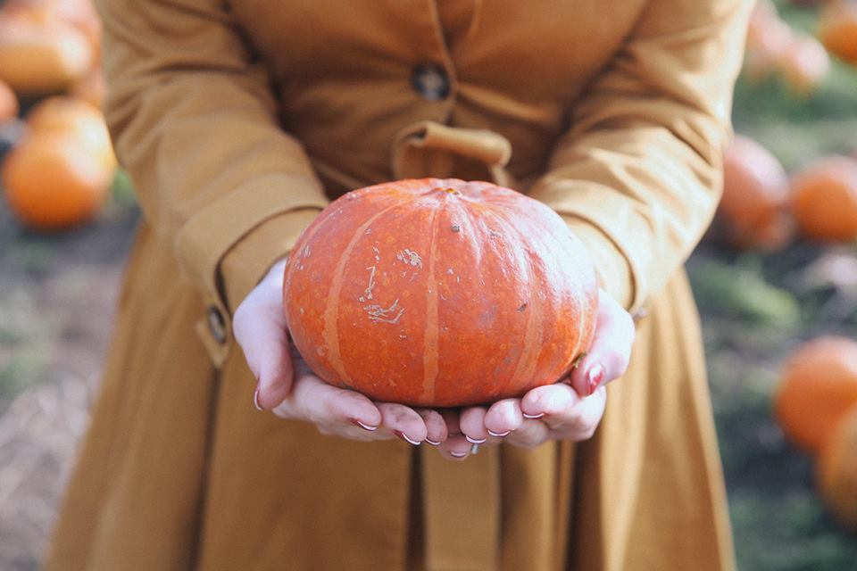 Pumpkin picking at red house farm, Altrincham by The Belle Blog 