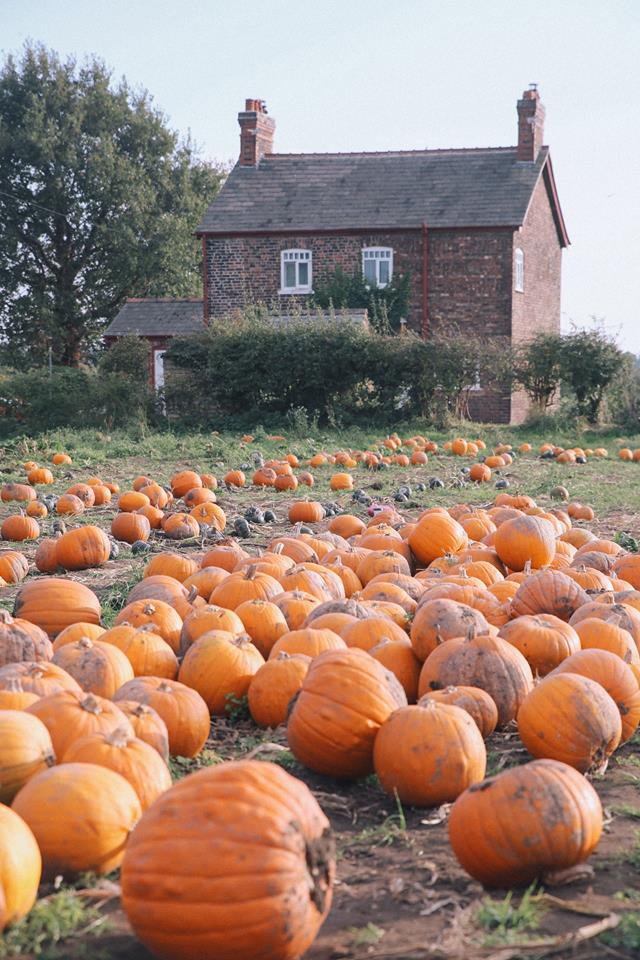 Pumpkin picking at red house farm, Altrincham by The Belle Blog 