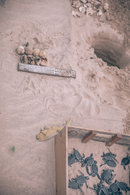 Turtle hatching on Con Dao Island By The Belle Blog 